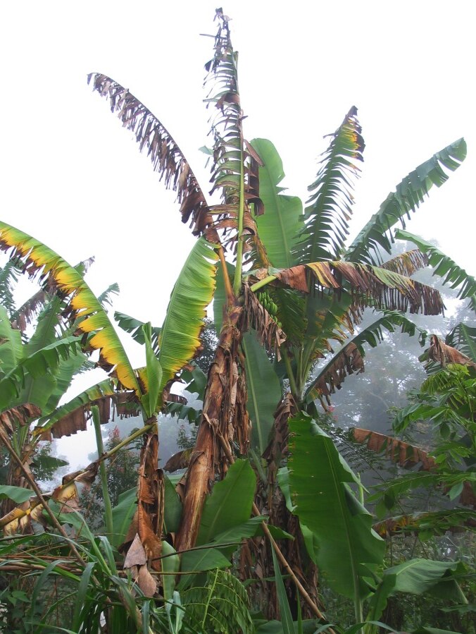 A banana plant with browning leaves affected by panama disease.