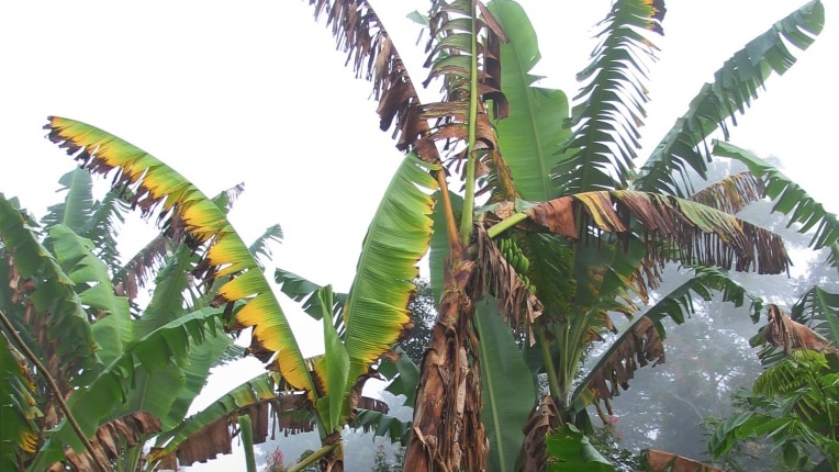 An example of what the Panama disease can do to banana plants