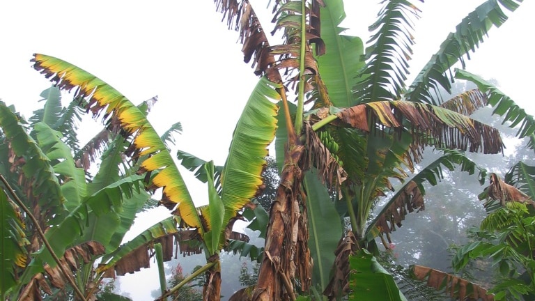 A banana plant with browning leaves affected by panama disease.