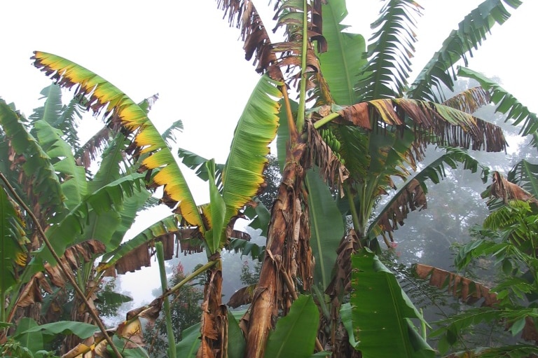 A banana plant with browning leaves affected by panama disease.