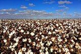 Cotton crop weeks away from picking