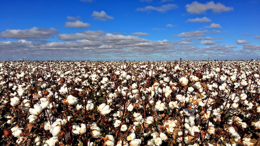 Cotton crop weeks away from picking