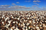 Cotton crop weeks away from picking