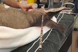 A female kangaroo is treated by Australia Zoo Wildlife Hospital staff