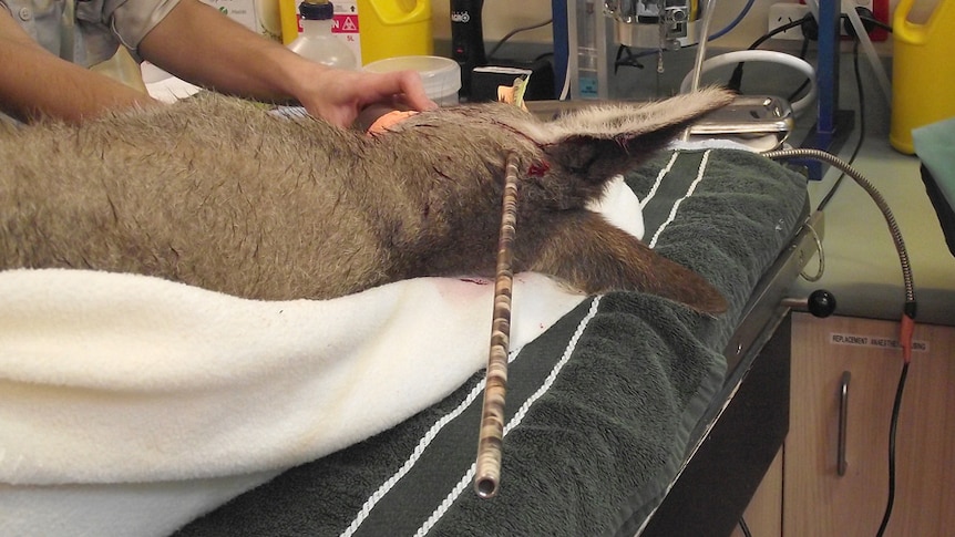 A female kangaroo is treated by Australia Zoo Wildlife Hospital staff