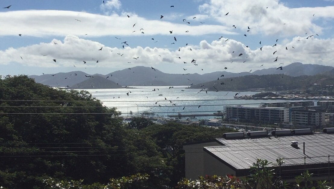 Bats fly above DFAT housing in Port Moresby in 2019.