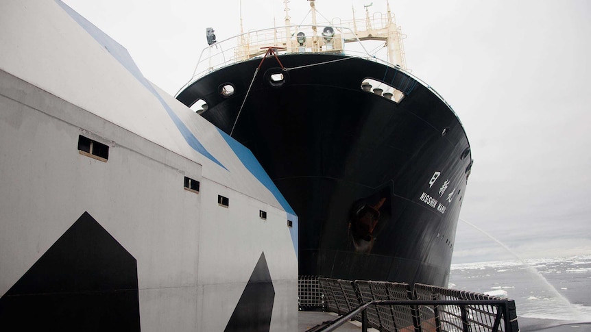 Sea Shepherd's Steve Irwin rammed by Japanese whaling ship
