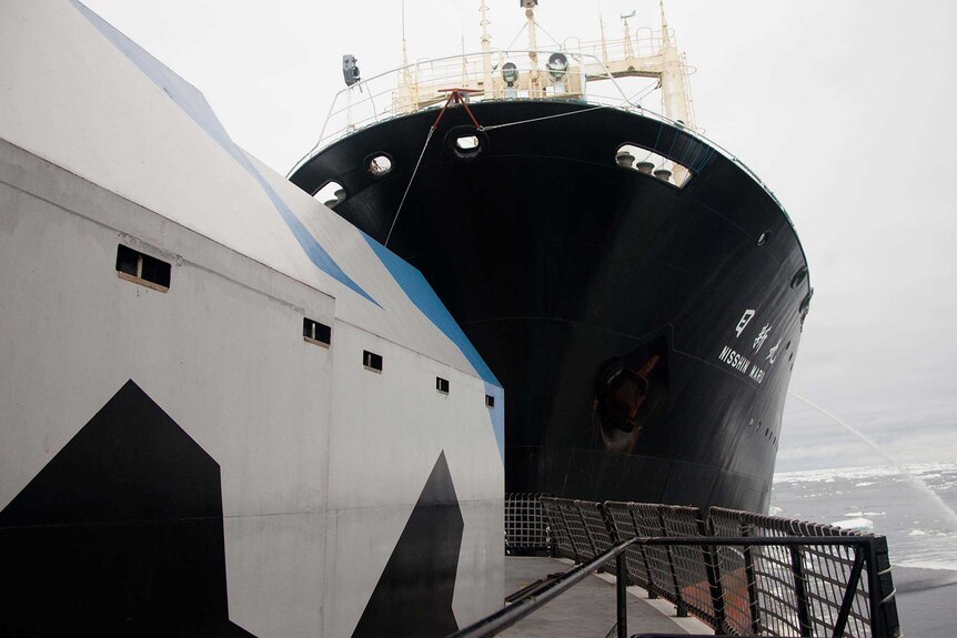 Sea Shepherd's Steve Irwin rammed by Japanese whaling ship