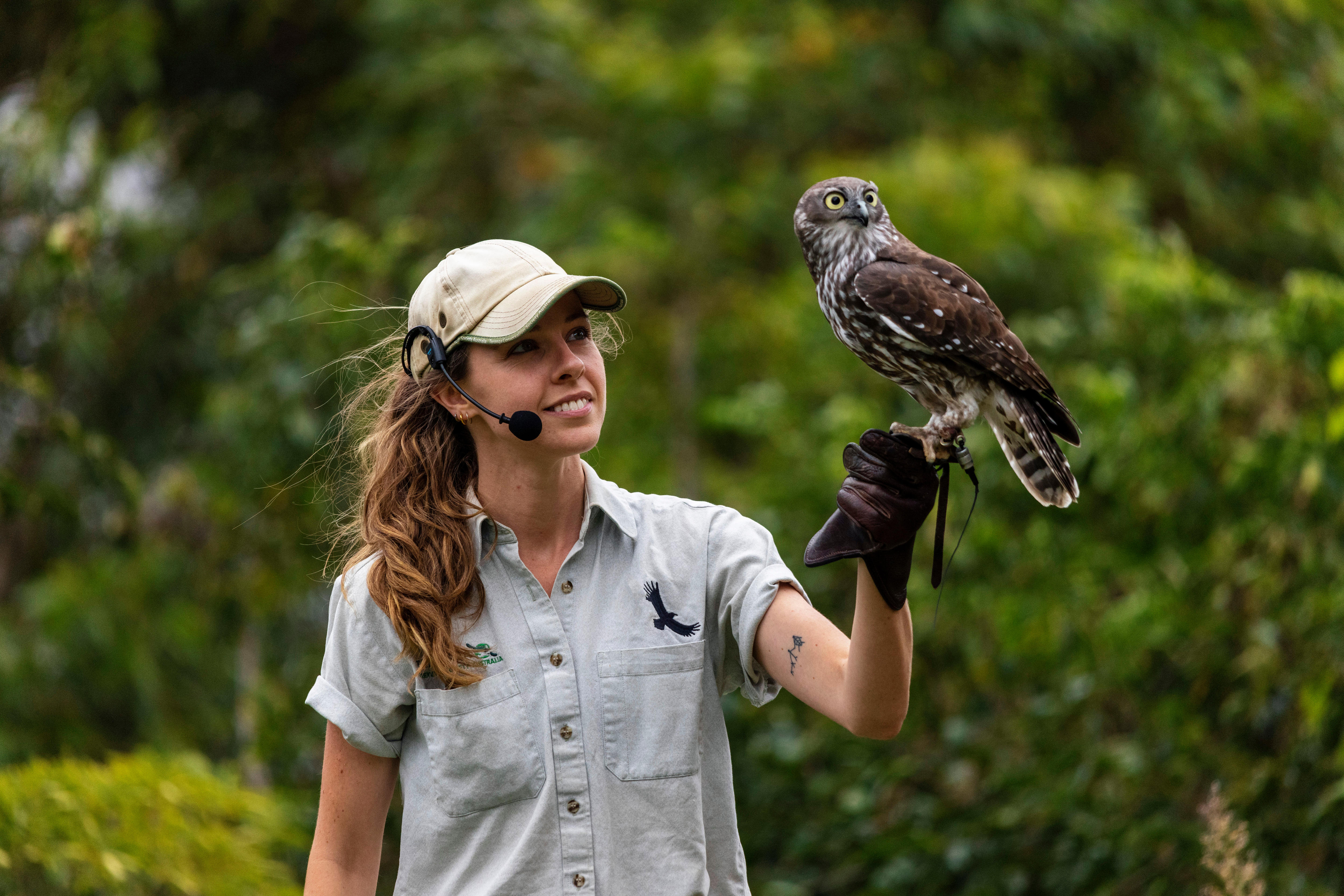 A woman wearing a headset microphone holds a barking owl on her left arm in a free flight display at Taronga Zoo.