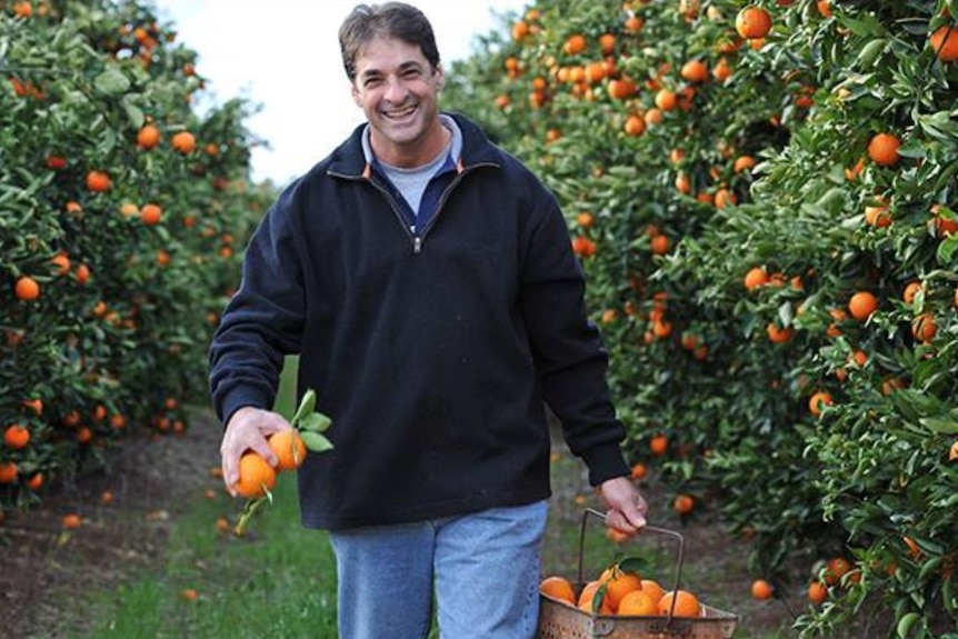 Man walking in a citrus orchard 