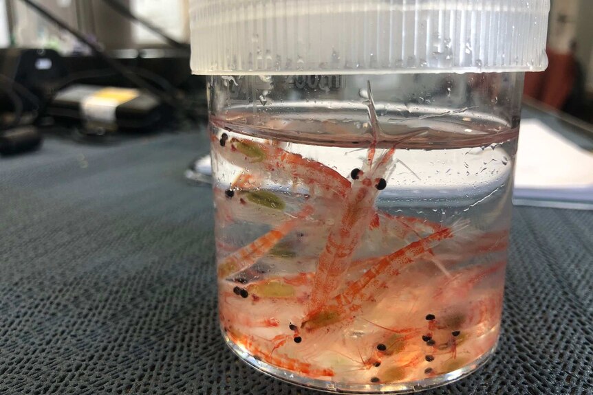 A small jar containing several small krill.
