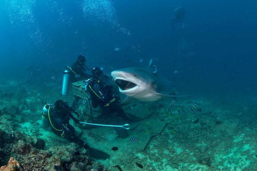 Shark takes piece of tuna out of shark feeders hand.