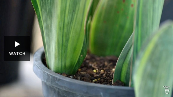 Close up of the leaves of a whale's fin plant in a pot. Has Video.