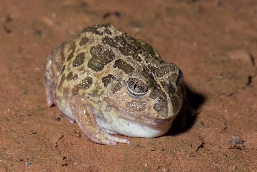 A small tan frog that looks like as small toad with large brown markings.