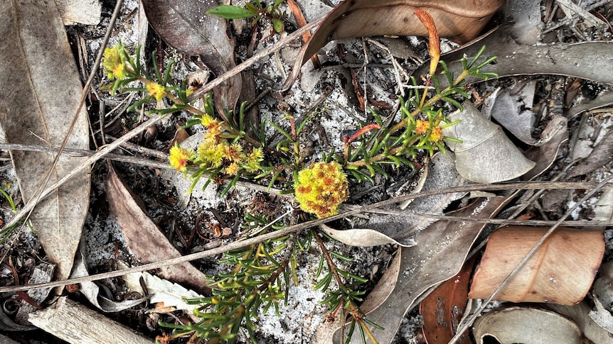 Wattle blooming