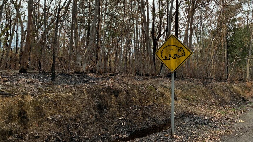 Burnt bushland and a roadside wombat sign