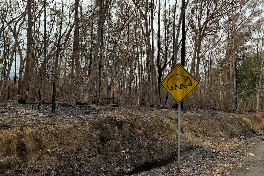 scorched land where there once was a rainforest and a scorched wombat warning sign