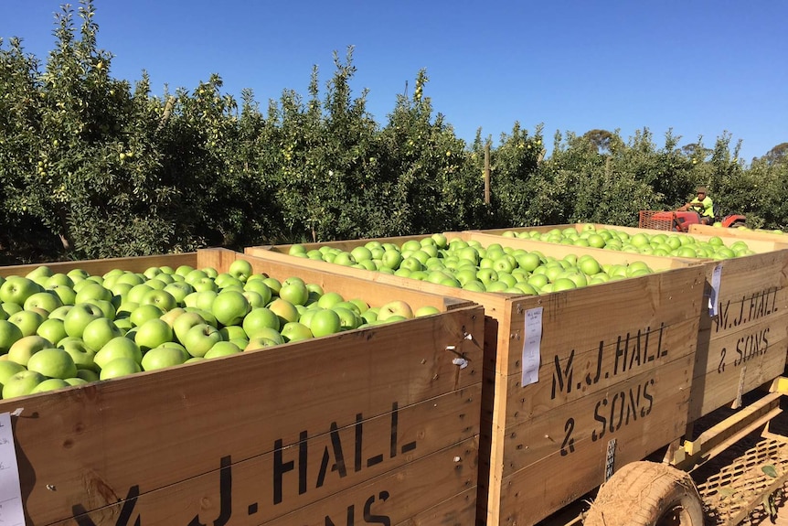 Wooden boxes full of green granny smith apples in a fruit orchard