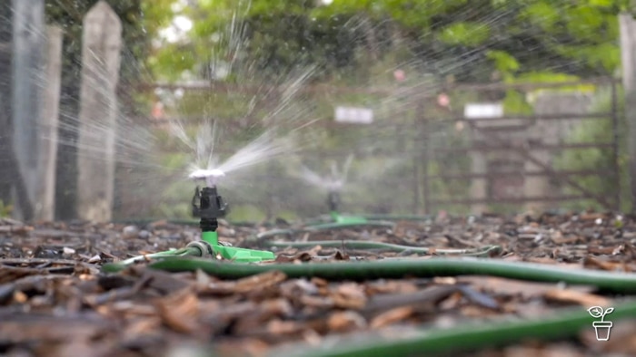 Sprinklers connected to hose spraying water in a garden