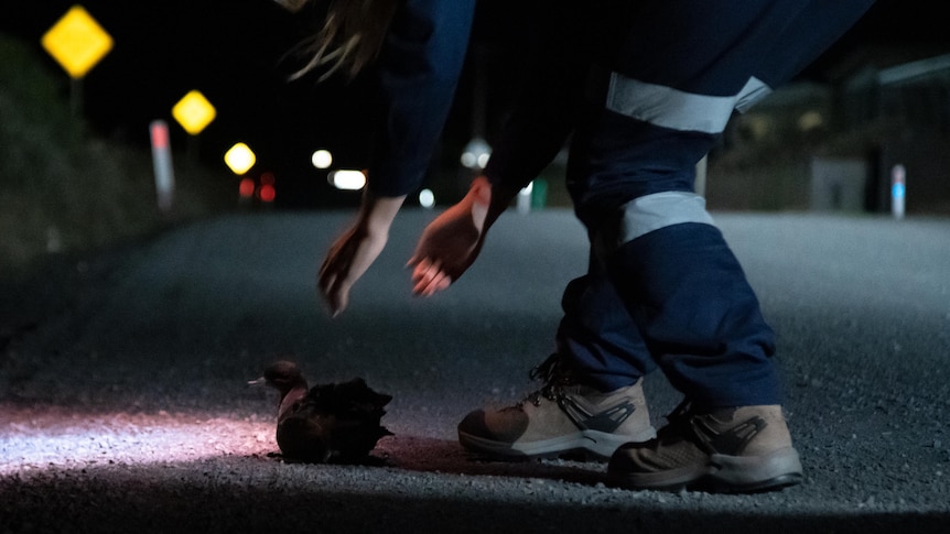 a man in high-vis clothing rescues a small bird from a road at night.