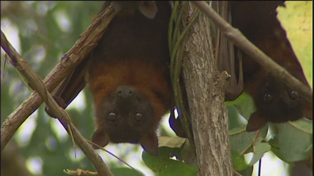Bat warning - ABC News