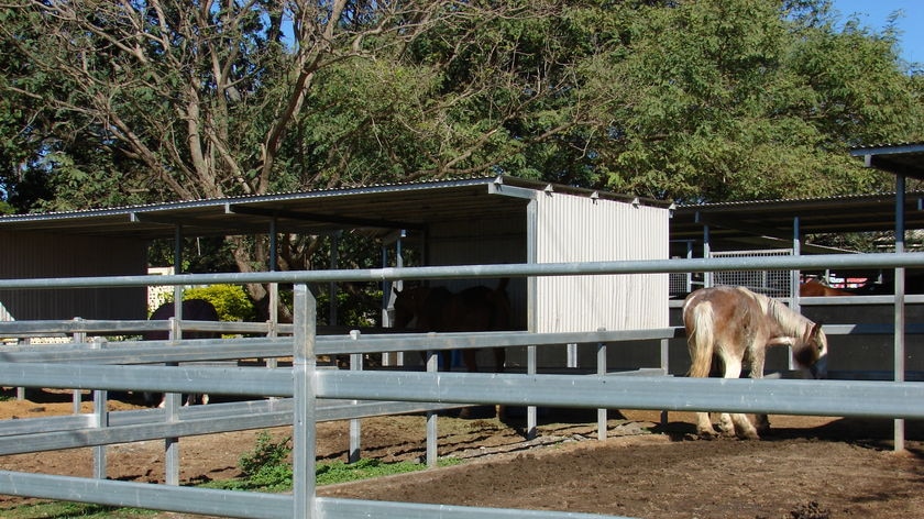 Horse in stable at quarantined Brisbane bayside property after a Hendra virus outbreak