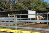 A Brisbane bayside property was quarantined on July 8, 2008, after an outbreak of the deadly Hendra virus.