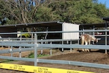 Horse in stable at quarantined Brisbane bayside property after a Hendra virus outbreak