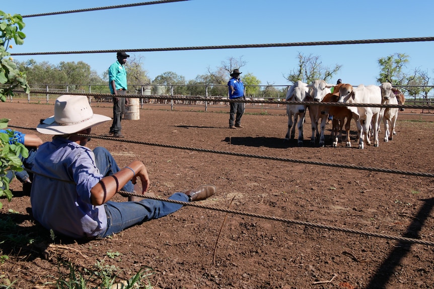 A Kimberley cattle worker sits against a fence in a cattle yard.