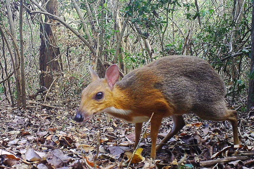 A chevrotain up close to the camera.