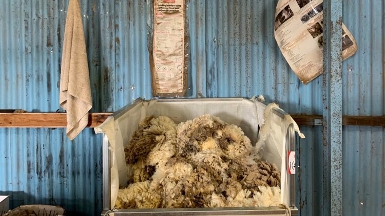 A picture inside a shed with a large container filled with shorn wool