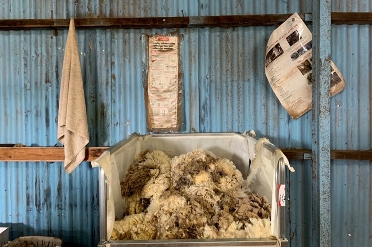 A picture inside a shed with a large container filled with shorn wool