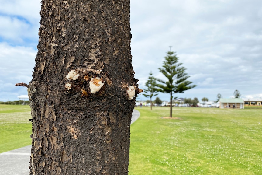 A tree with holes drilled into its trunk