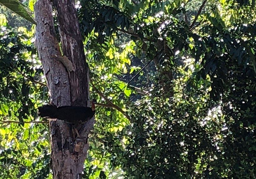 Locals distressed as someone is violently attacking the protected brush