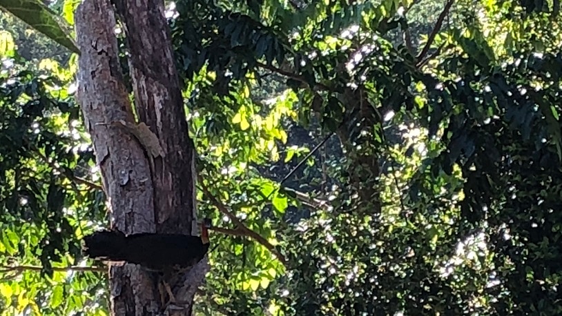 A brush turkey perches in a tree