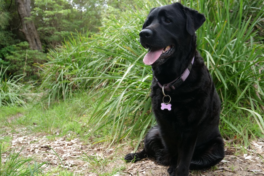 Black labrador with missing front leg sitting in front of green shrub.