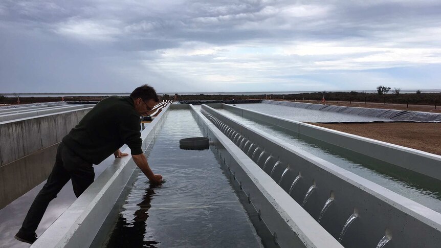 Greg Bowers at the new Cowell oyster facility.