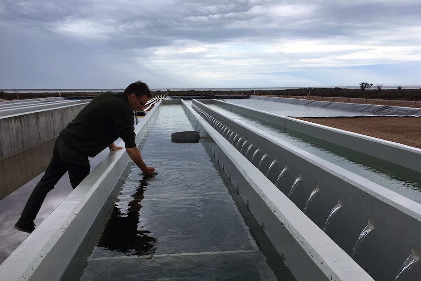 Greg Bowers at the new Cowell oyster facility.