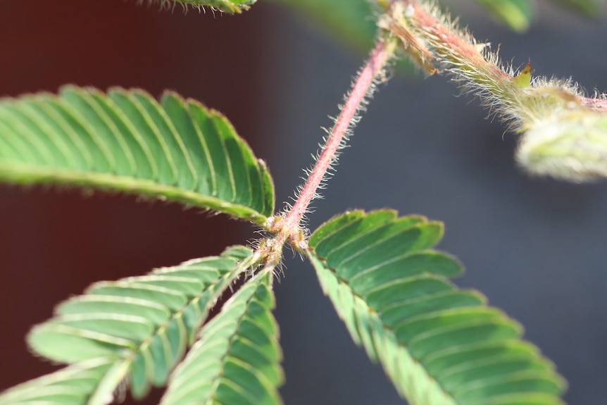 Mimosa pudica