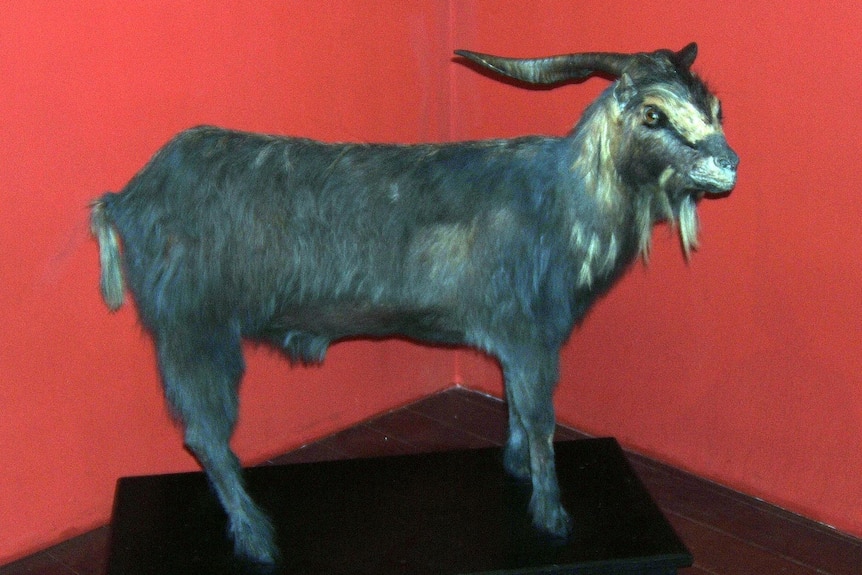 A stuffed goat against a red background.