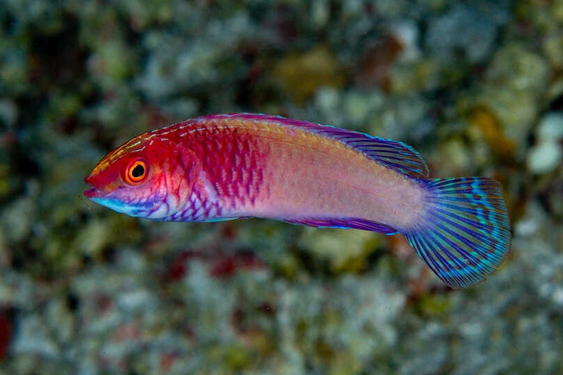 A rainbow cooured fish swims among coral reefs.