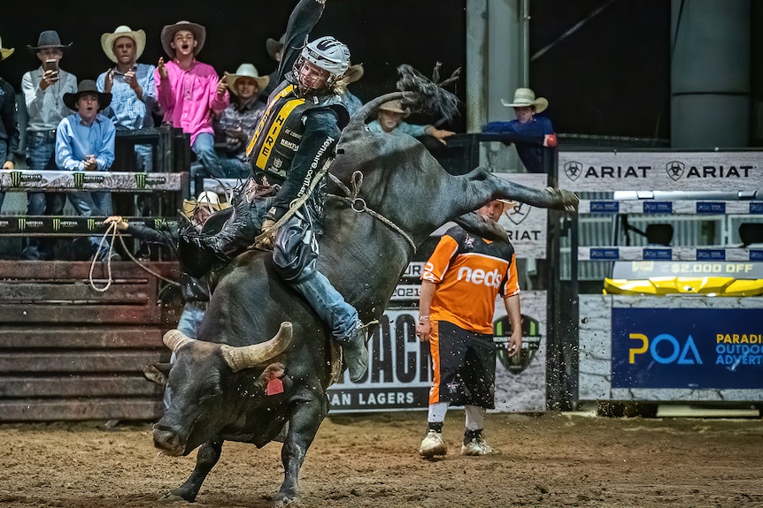A bull rider atop a bucking beast at a rodeo.