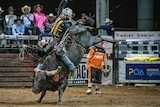 A bull rider atop a bucking beast at a rodeo.