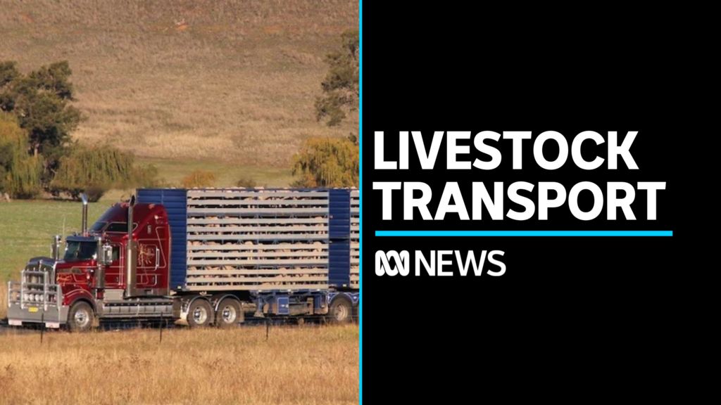Calls for more protection for livestock transported in trucks - ABC News