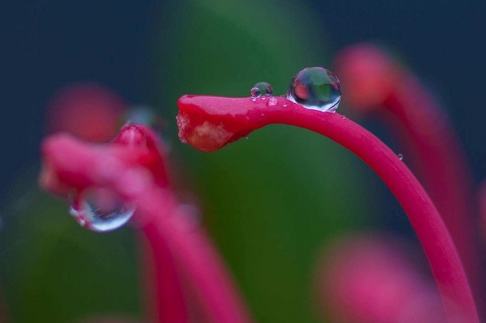 Close up of a red petal with a rain drop on it