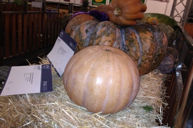 Syd Haag's "Haag special" pumpkin