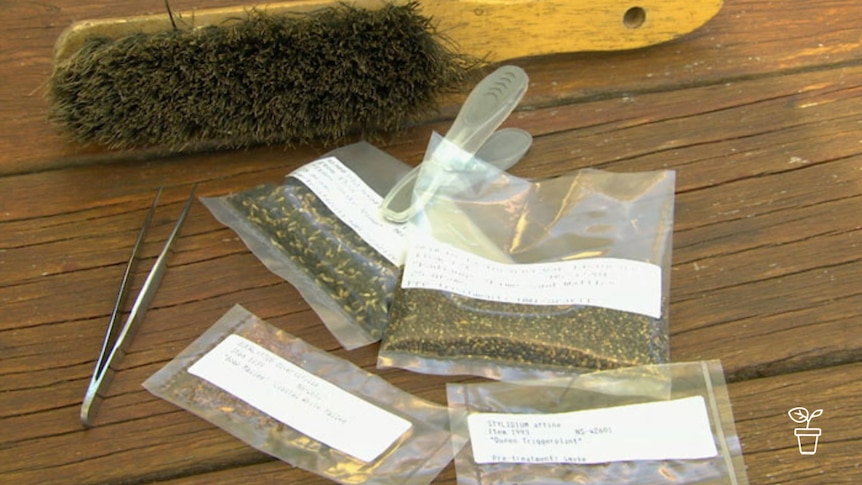 Clear packets containing plant seeds on table with tweezers