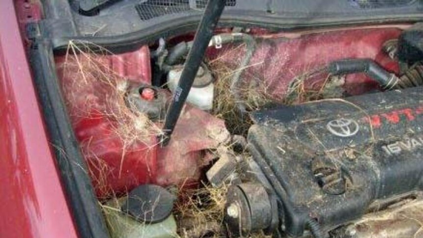 Two rats jumped out when the officers lifted the bonnet