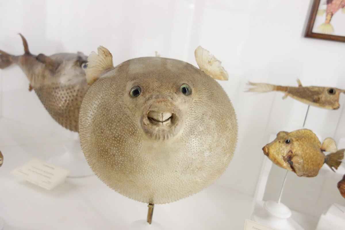 Glass puffer fish blows away contemporary art competitors to win Tom