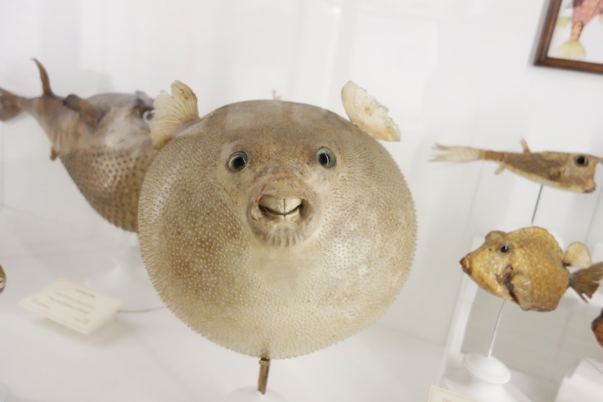 Puffer fish in Florence's Natural History Museum